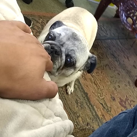 Meet your Posher, Sheldon - Picture 2 of 3